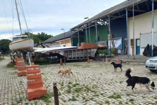 [MP apura supostos maus-tratos a cães sob tutela da Brigada K9]