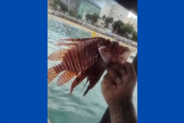 [Peixes venenosos são capturados por pescadores o Porto da Barra, em Salvador ]
