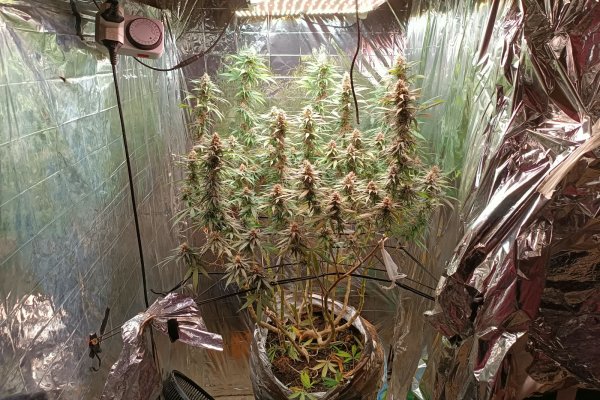 [Estufa para cultivo de maconha é encontrada dentro de imóvel em Trancoso]