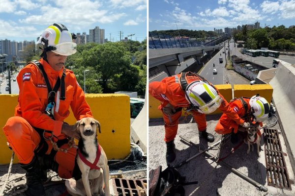 [Cachorro preso em viaduto é resgatado por Corpo de Bombeiros]