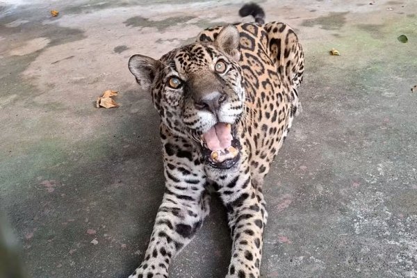 [Com 25 anos, onça-pintada de zoológico do AM ganha título Guinness de mais velha mundo em cativeiro]