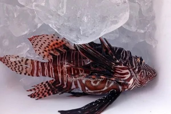 [Mais de mil peixes venenosos que ameaçam biodiversidade são capturados na Bahia ]