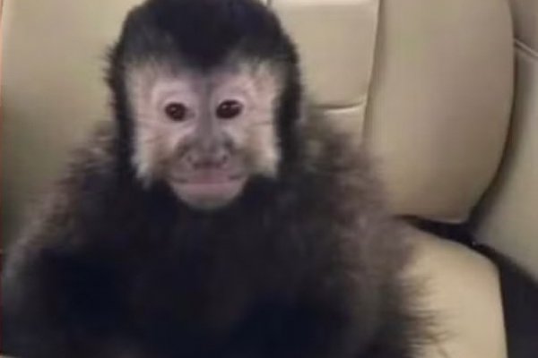 [Marcell Moraes anuncia morte de macaco-prego de estimação e cobra por Justiça ]
