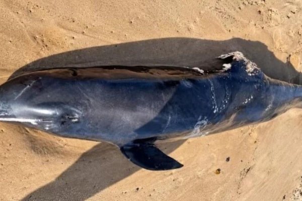 [Golfinho é encontrado morto na praia de Stella Maris, em Salvador]