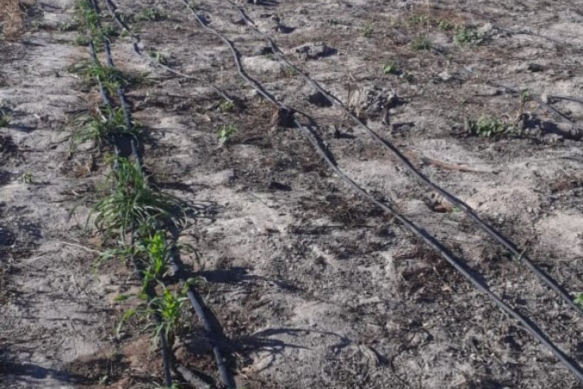 Plantação de maconha é localizada por drone em Sento Sé