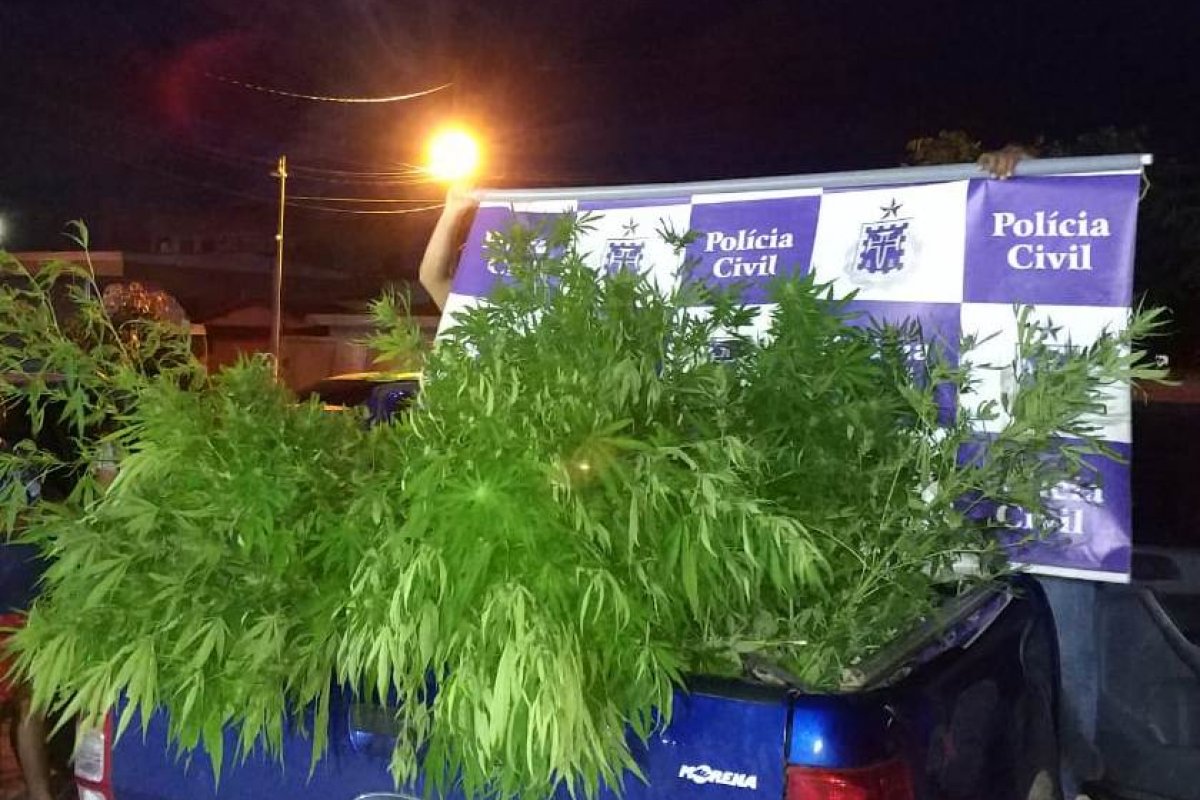 Pés de maconha são apreendidos em Palmeiras, na Bahia