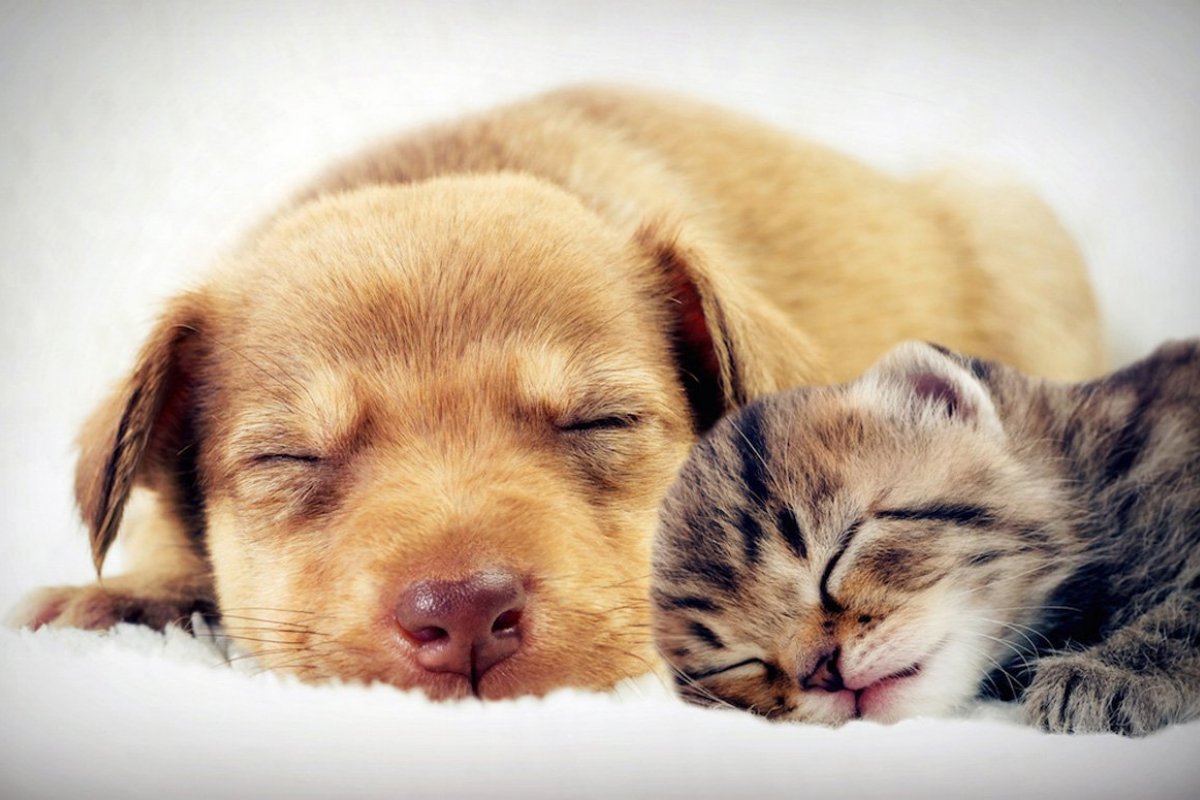 Confira os cuidados com os pets durante o isolamento