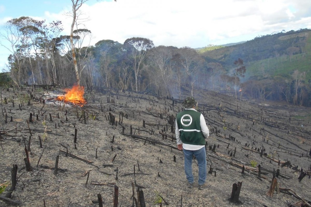 Inema identifica 254 hectares de vegetação desmatada por fogo no litoral norte