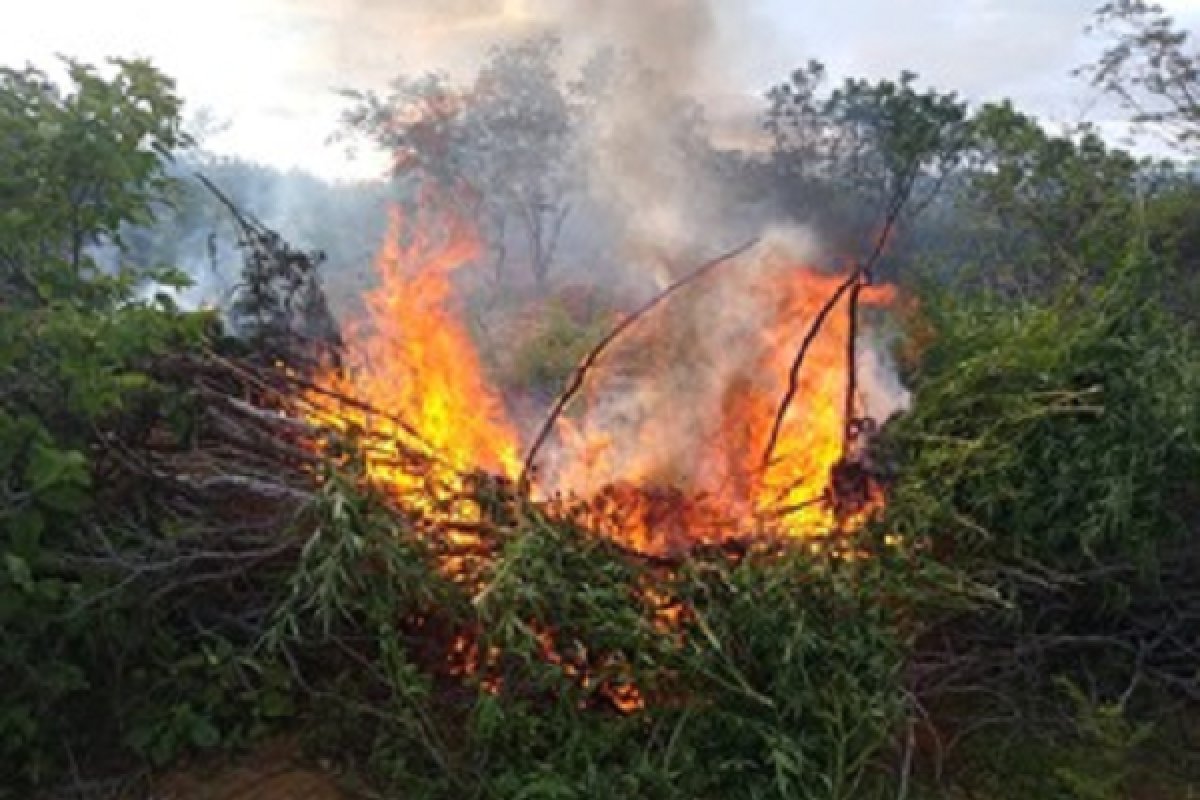 Seis mil pés de maconha são queimados em Abaré