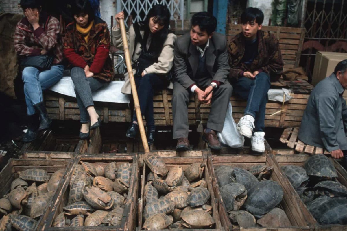 Com poucos casos recentes, mercados chineses voltam a vender animais para consumo