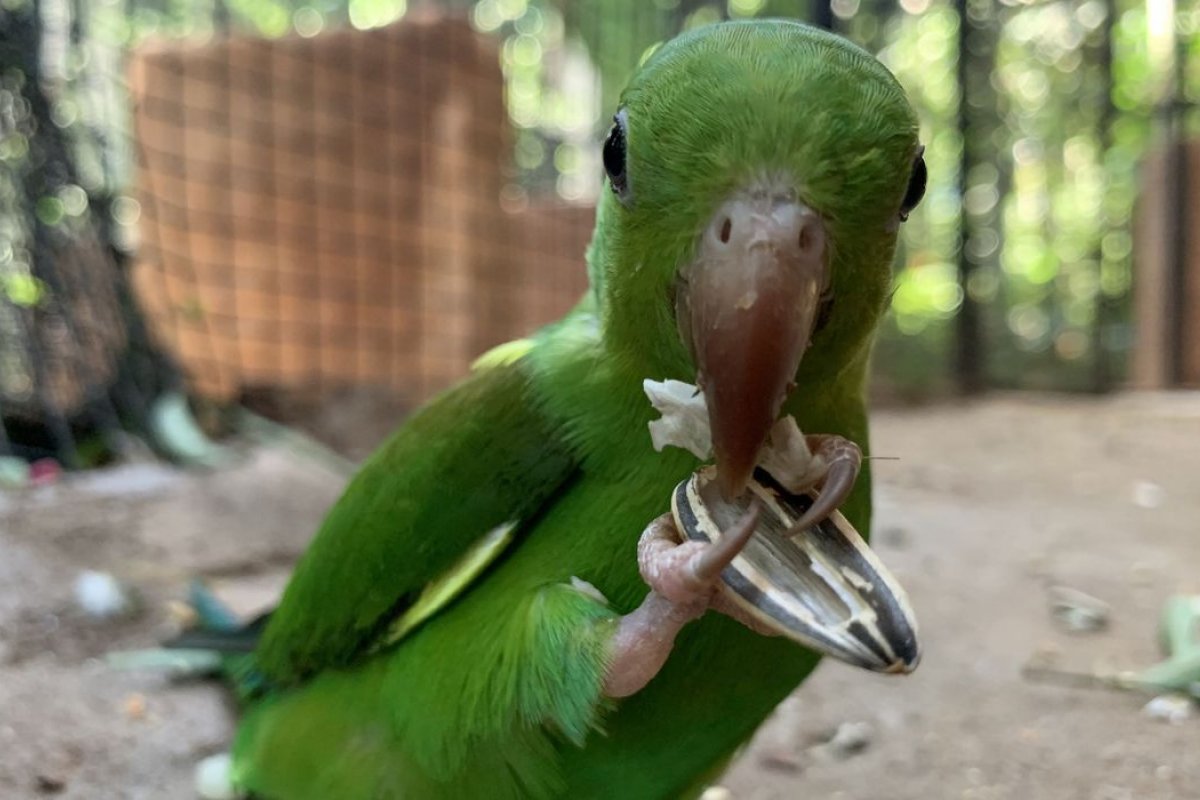 Maior viveiro da América Latina recebe quase 300 aves no Paraná