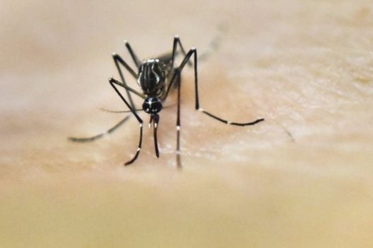 Bahia registra aumento em doenças causadas pelo Aedes aegypti