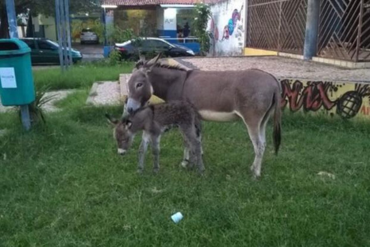 Adab autoriza trânsito e abate de jumentos na Bahia