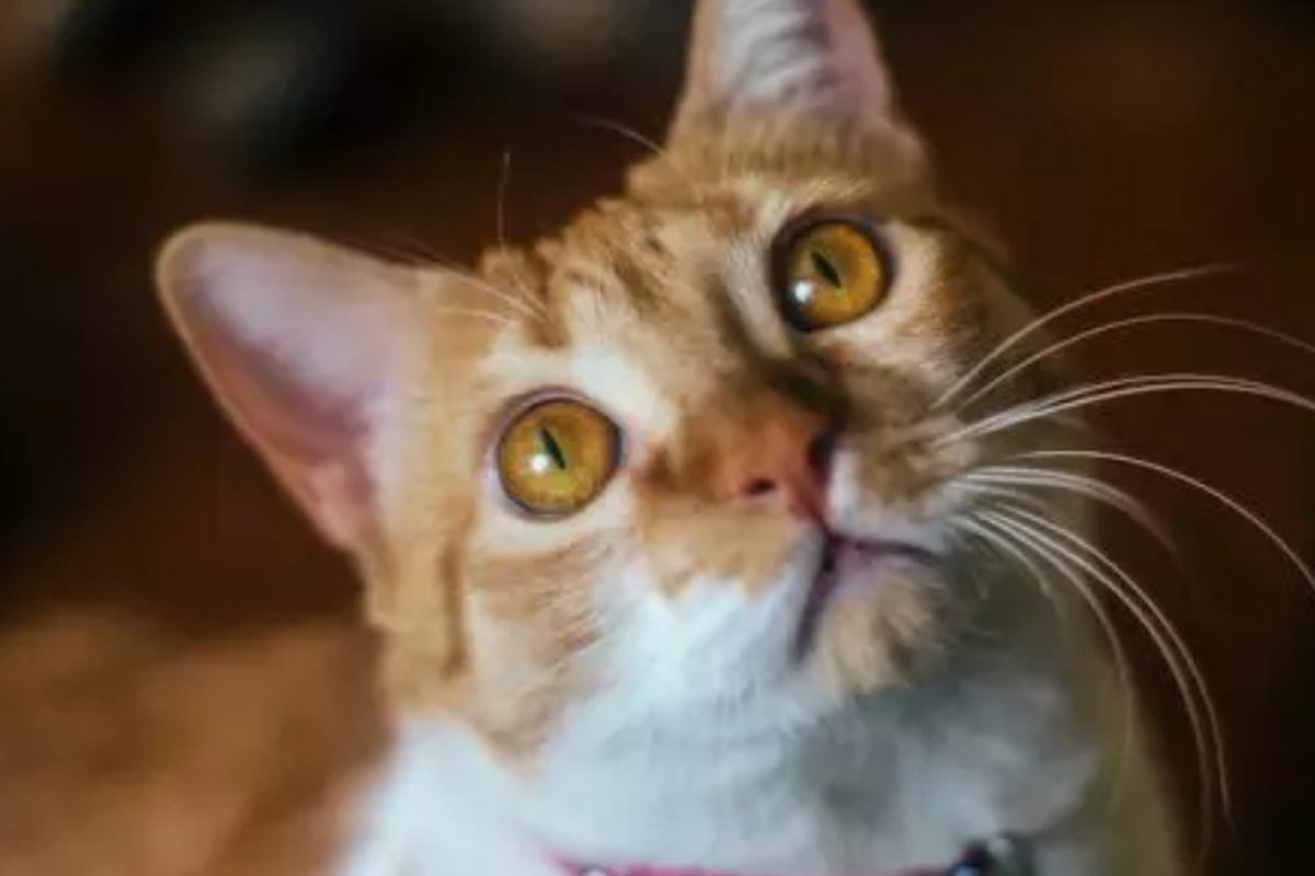 Gato testa positivo para coronavírus