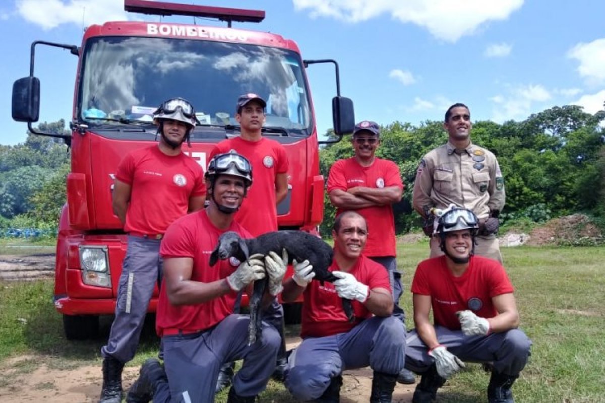 Bombeiros resgatam carneiro que estava dentro de poste no Parque de Exposições