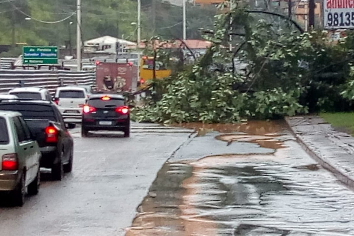 Queda de árvore deixa trânsito lento da Avenida ACM, em Salvador