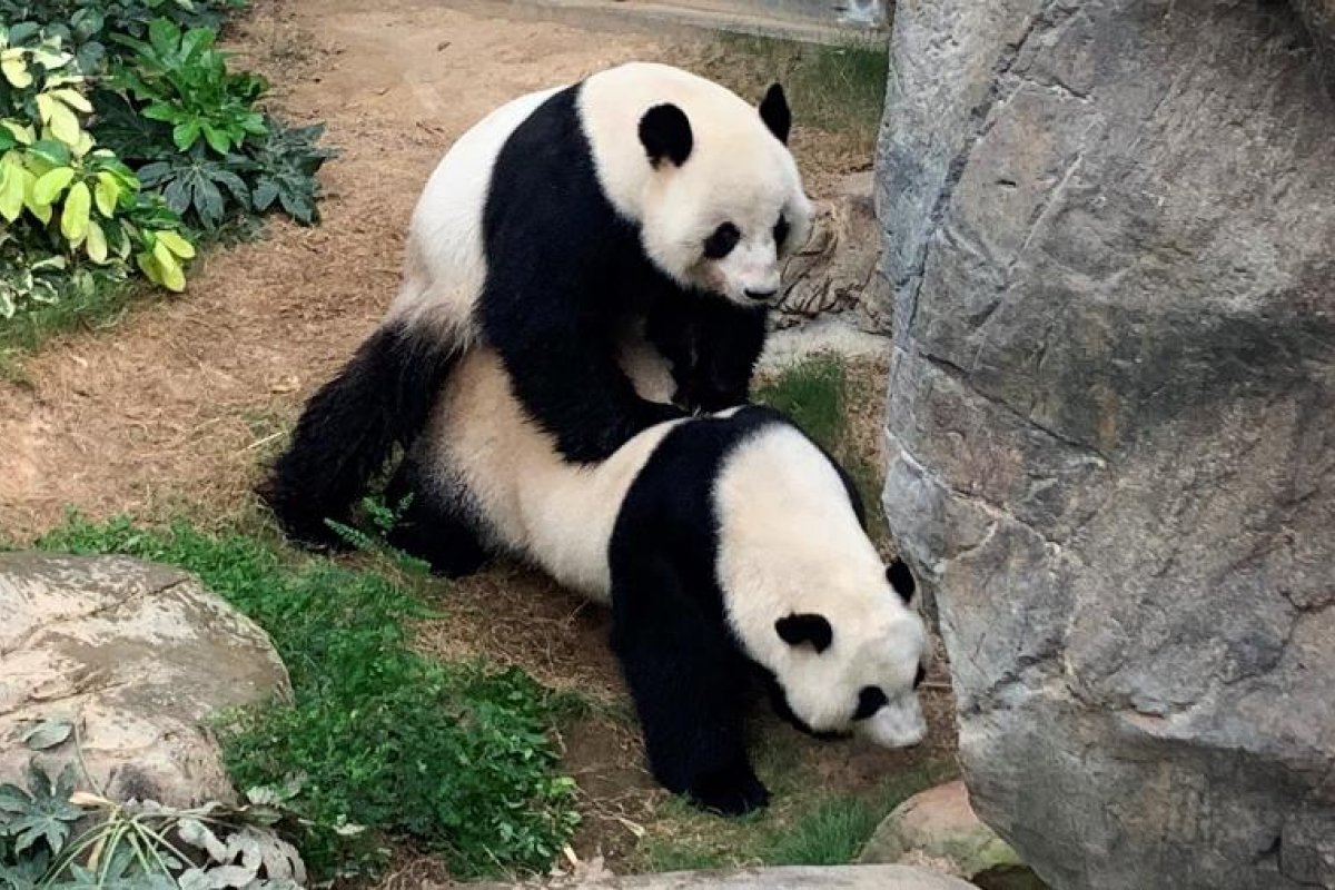 Pandas acasalam em zoológico vazio após dez anos juntos