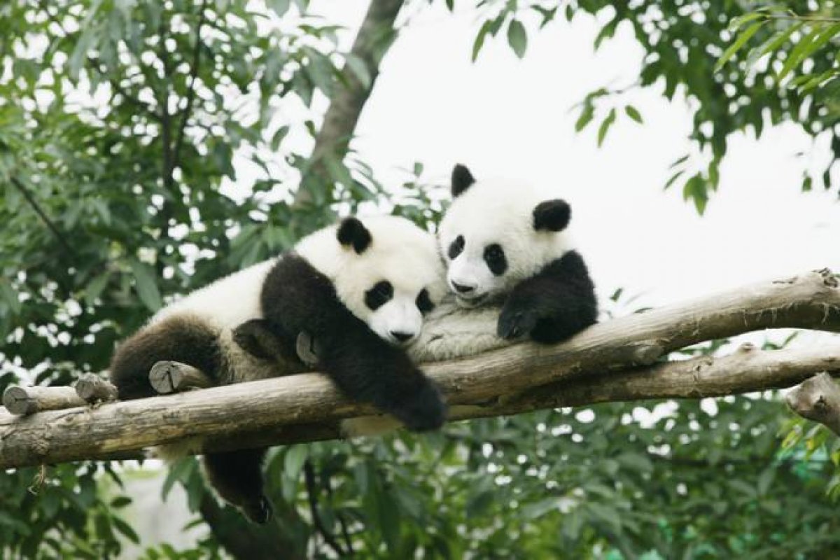 Após período sem visitações, casal de pandas acasala em um parque temático em Hong Kong