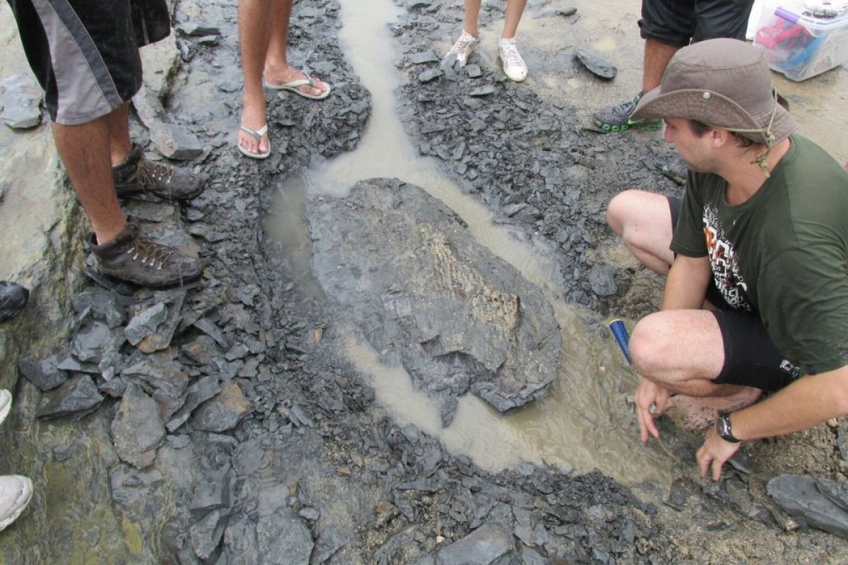 Fósseis de plantas e animais de 130 milhões de anos são achados na Bahia