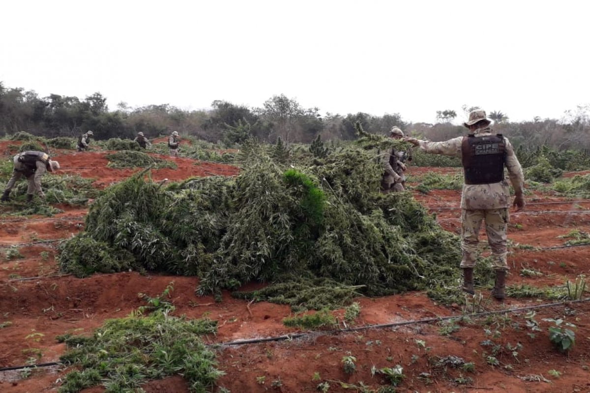 Polícia localiza duas toneladas de maconha em um sítio no centro norte da Bahia