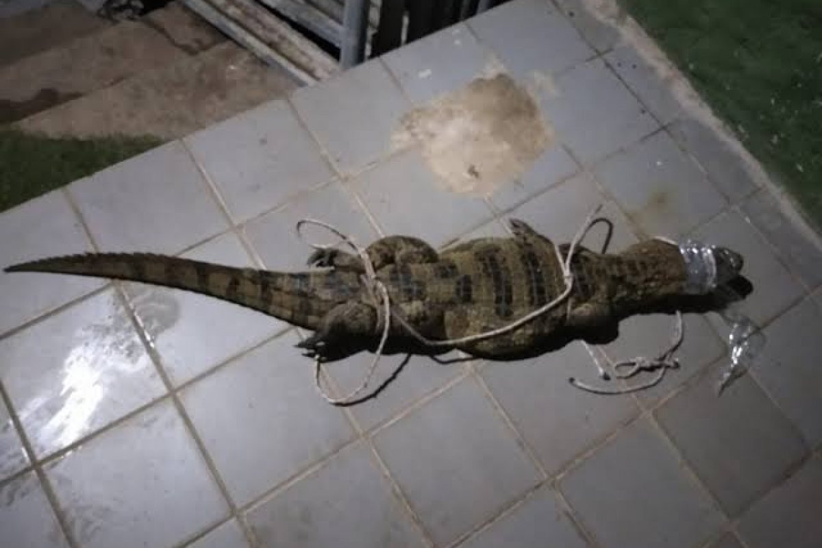 Moradores encontram jacaré no bairro de Colinas de Periperi, em Salvador