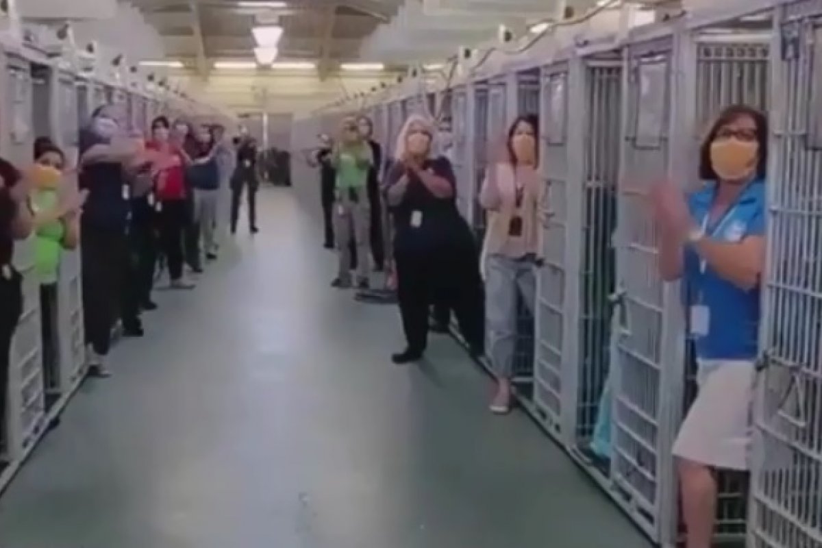 Abrigo de cachorros comemora espaço vazio após todos os animais serem adotados