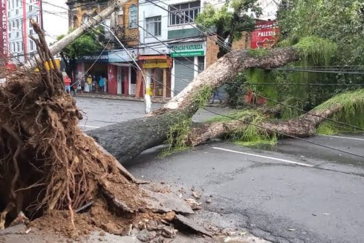 Árvore cai sobre fios, derruba postes e bloqueia rua na região do Campo Grande, em Salvador