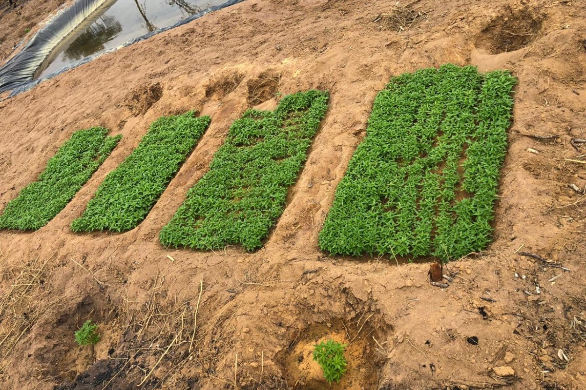 Uma tonelada de maconha é apreendida em Iraquara, no Centro-Norte da Bahia