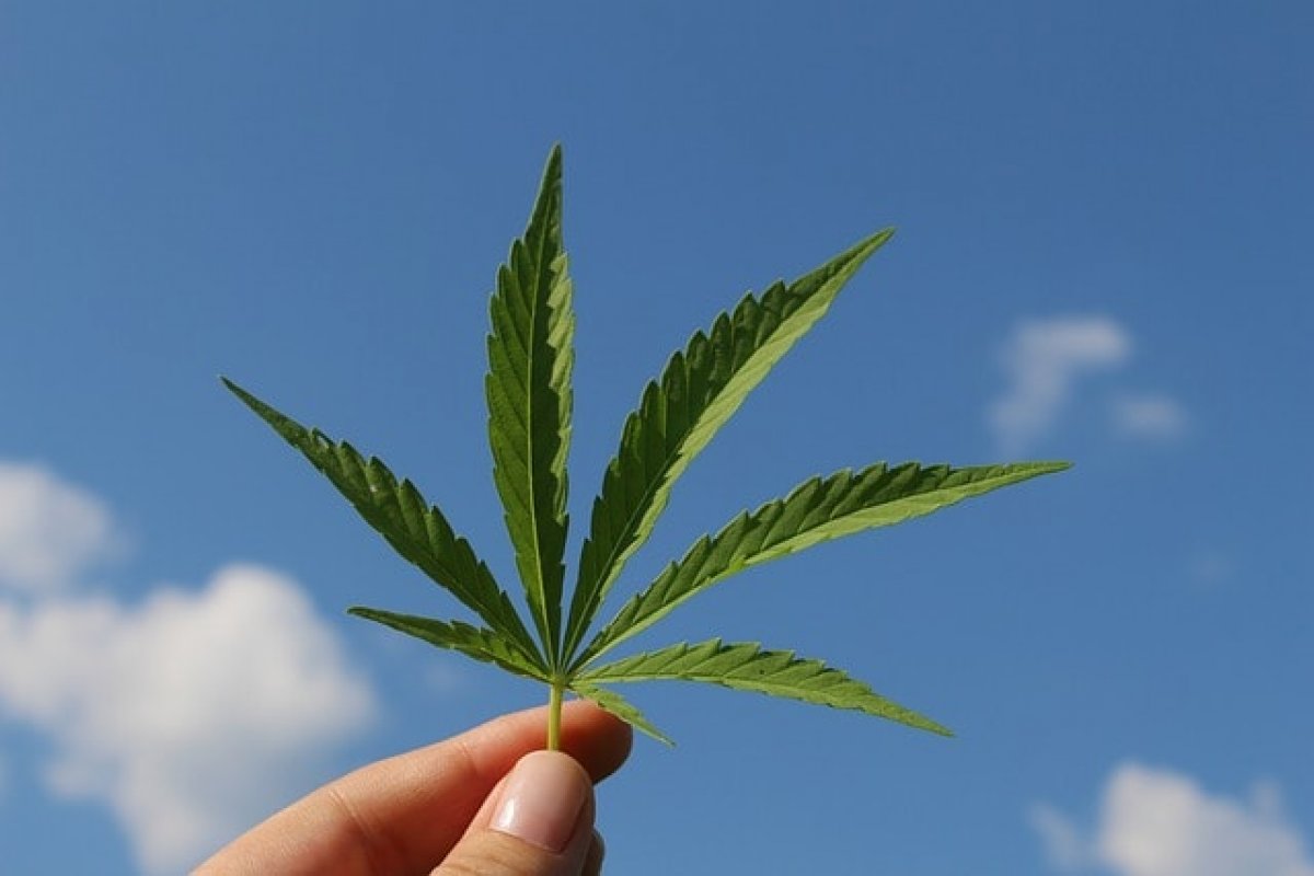 Anvisa permite venda de primeiro produto a base de cannabis