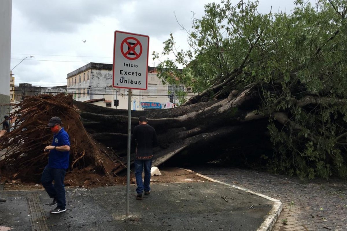 Árvore cai, atinge poste e deixa via bloqueada no bairro do Barbalho, em Salvador