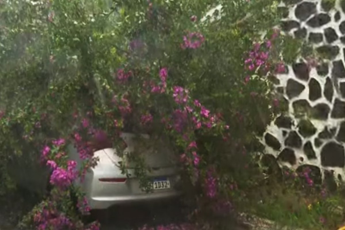 Temporal faz parte de árvore no Jardim Apipema cair sobre carro