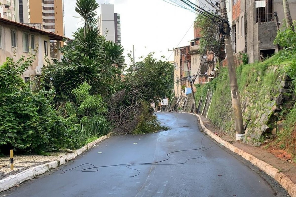 Queda de árvore na entrada do Calabar interdita parte da via