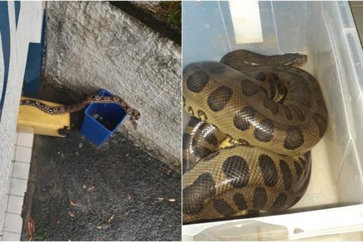 Vídeo: três cobras são resgatadas em menos de 24 horas em Salvador