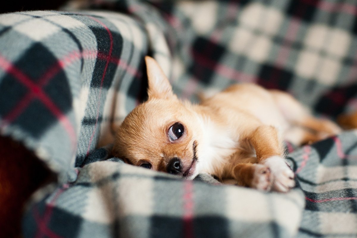 Pets também sentem frio: confira dicas que fazem a diferença no bem-estar do animal