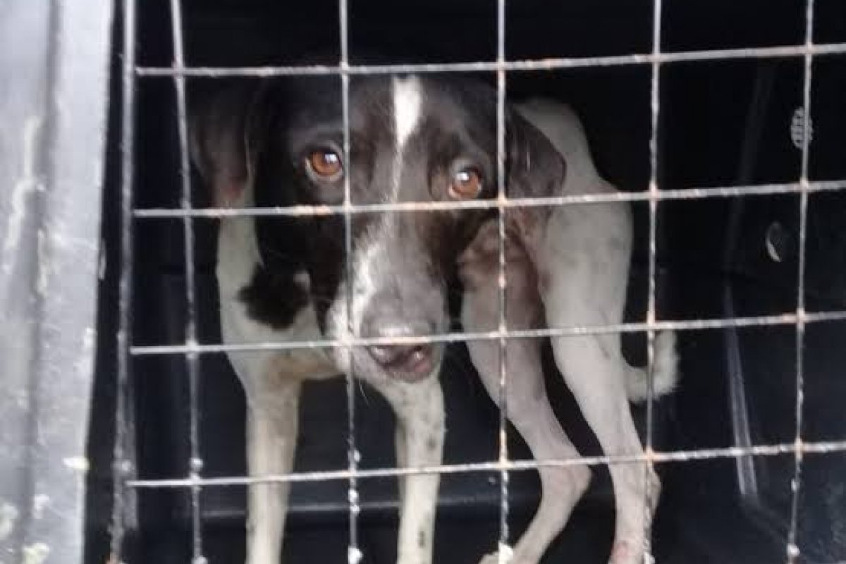 Vídeo: após ser arremessado de viaduto, cachorro é resgatado em Salvador