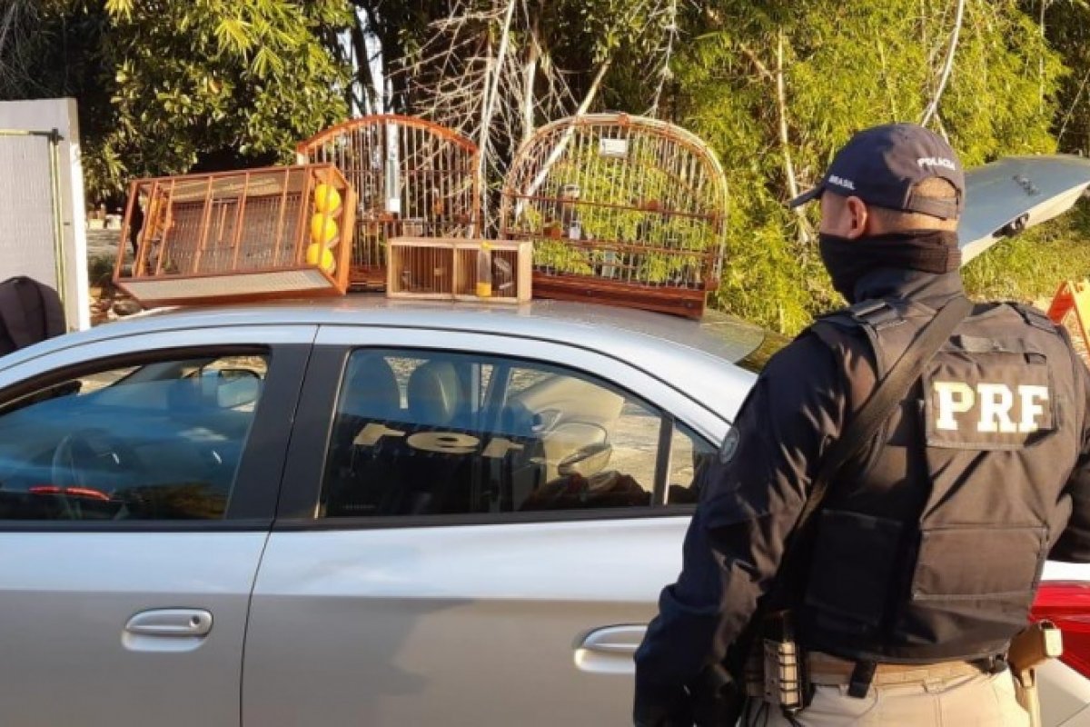 Pássaros silvestres são resgatados escondidos dentro de um veículo na BR 116