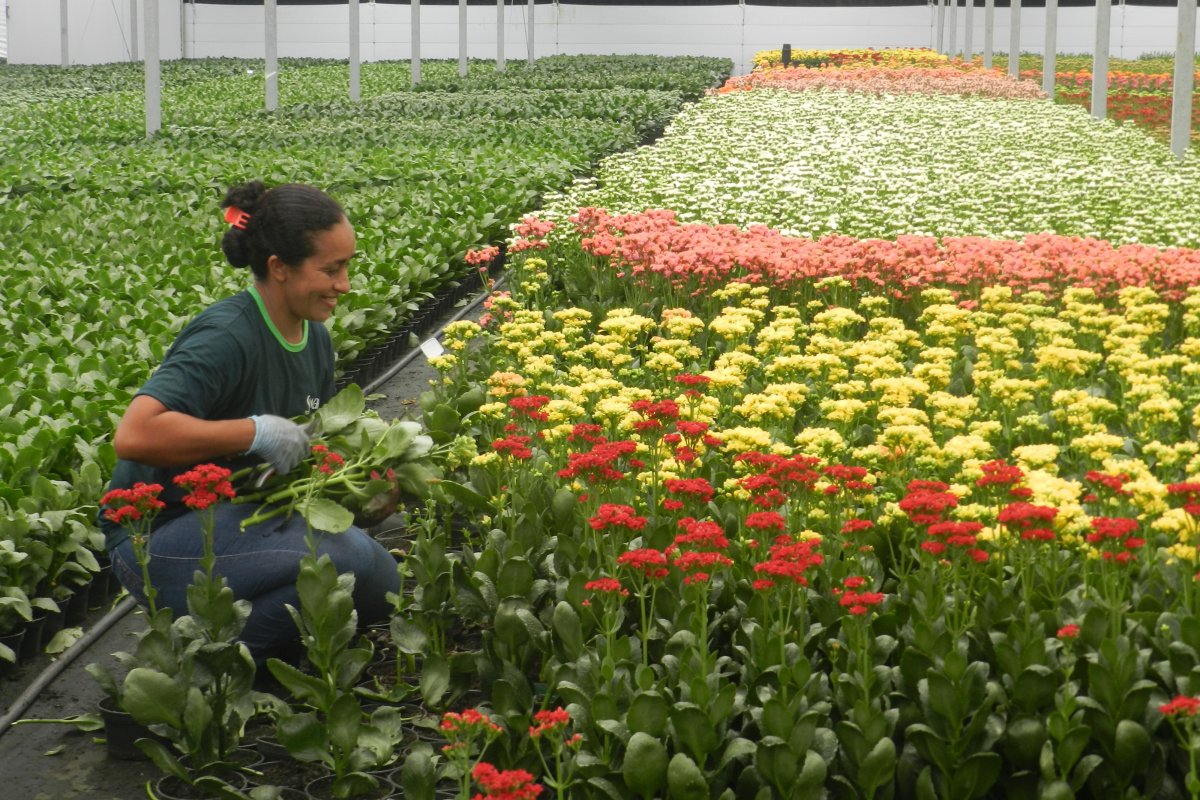 Coronavírus causa prejuízos aos floricultores