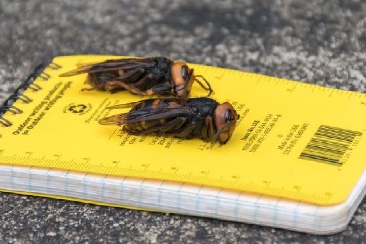 Cientistas americanos alertam para 'vespas assassinas': "Se encontrá-las, corra e nos chame”