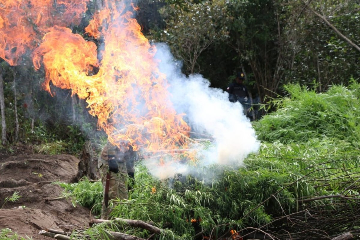 Polícia Civil encontra meia tonelada de maconha entre plantações de eucalipto na Bahia