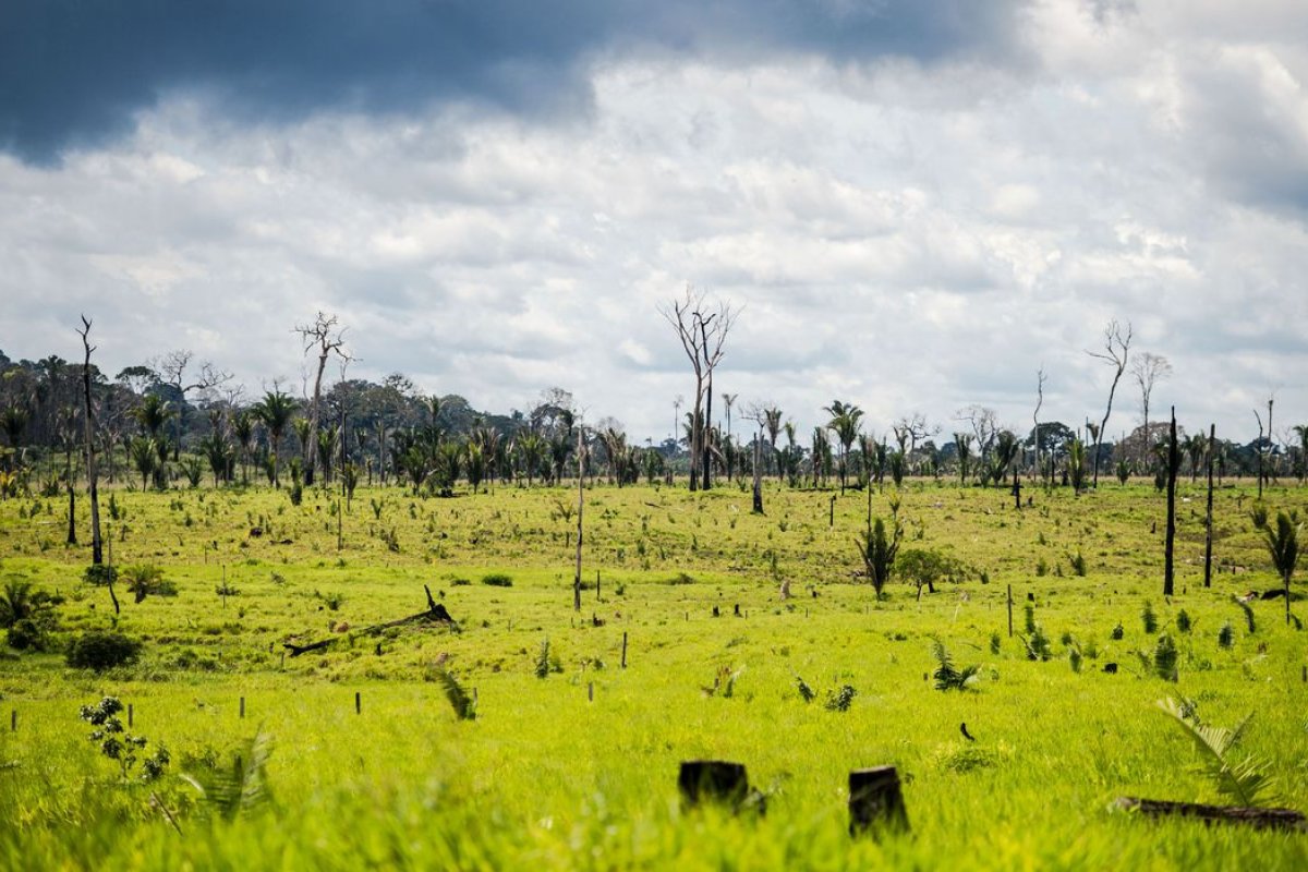 Governo autoriza uso das Forças Armadas contra desmatamento