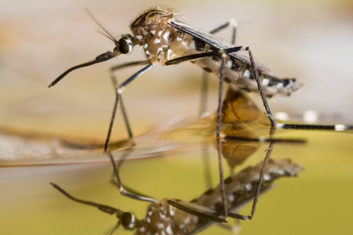 Especialistas indicam principais cuidados e prevenções contra picadas de mosquitos