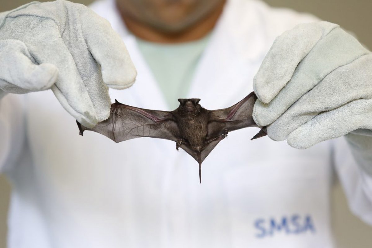 Cientista da OMS revela que o novo coronavírus veio dos morcegos