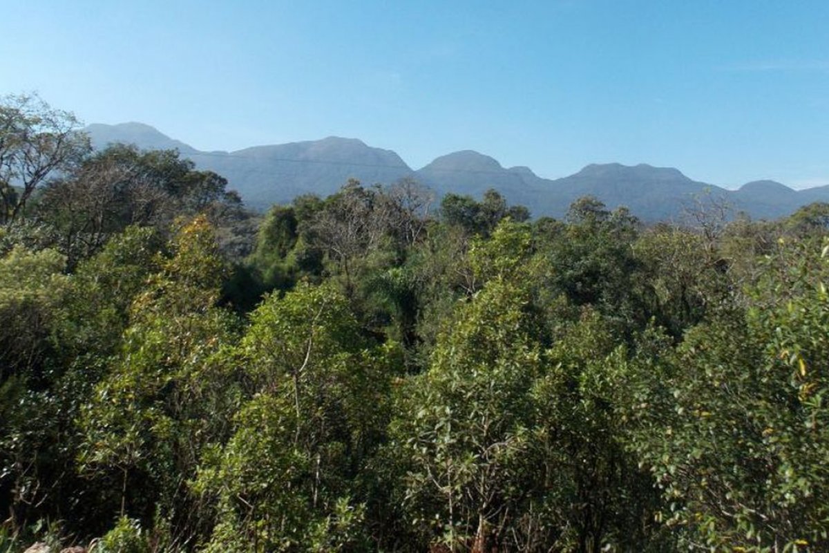 MP ajuíza ação contra Inema para proteger Mata Atlântica