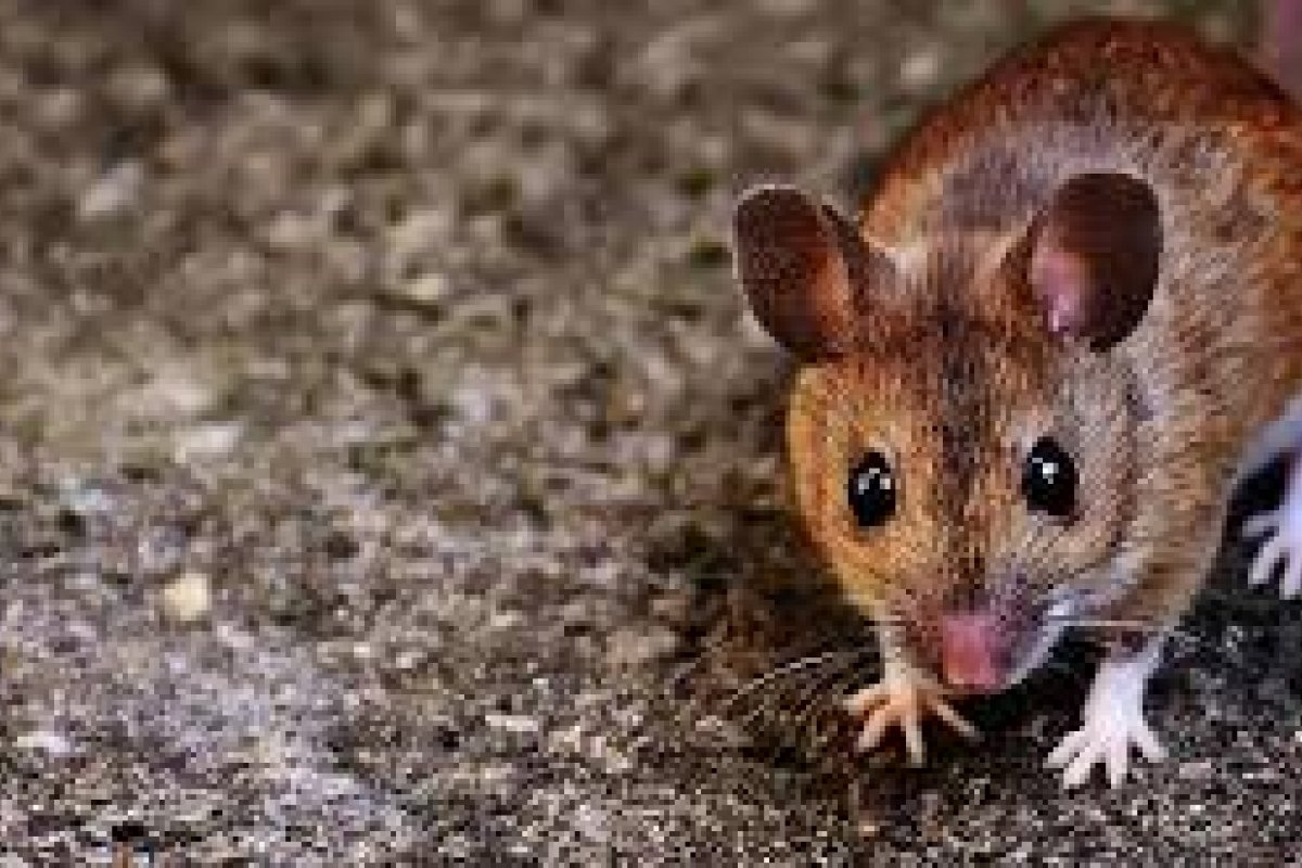 Governo boliviano alerta população sobre febre hemorrágica