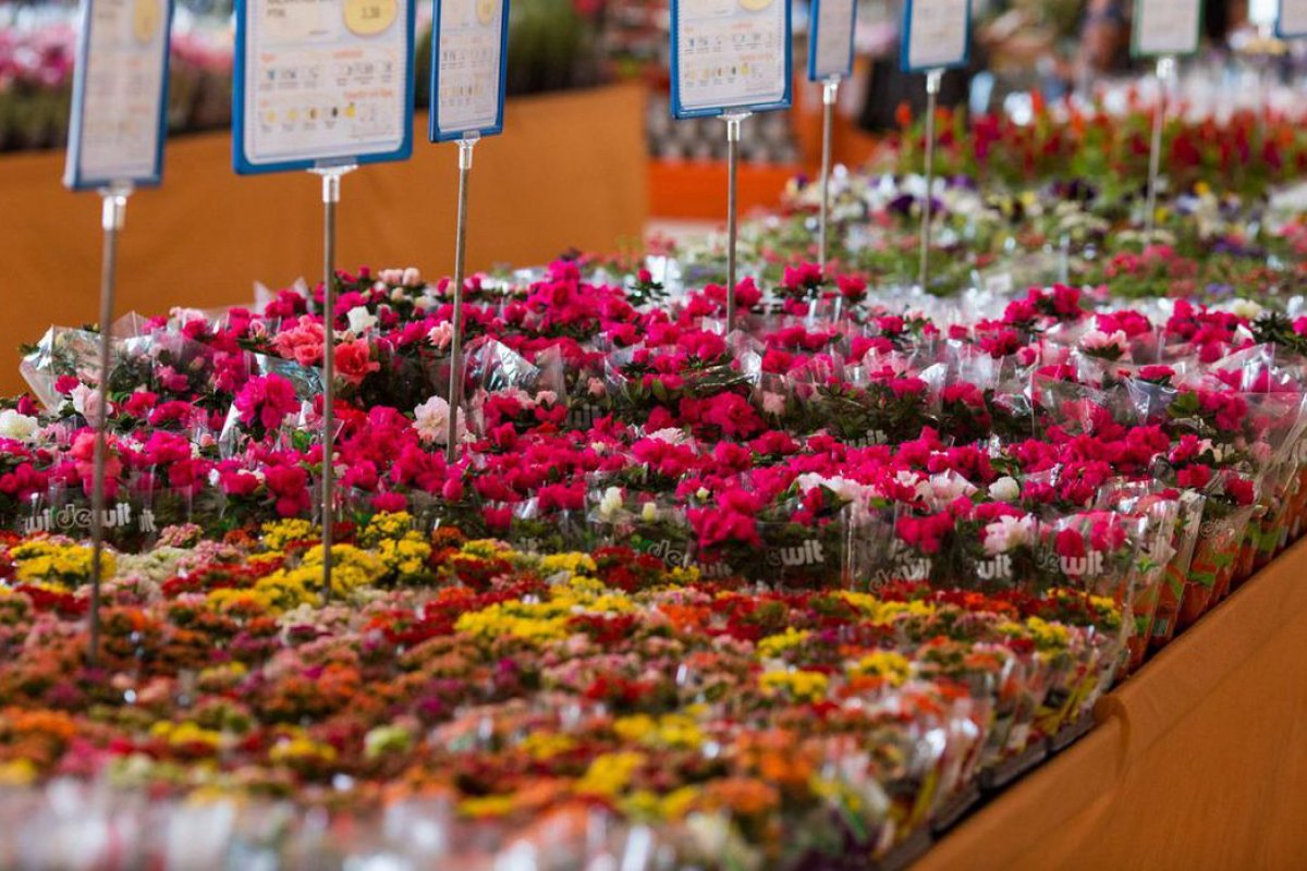 Dia das Mães é esperado como recompensa para perdas dos floristas