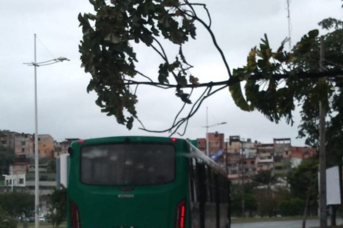 Árvore cai sobre fiação na Av. Juracy Magalhães Júnior