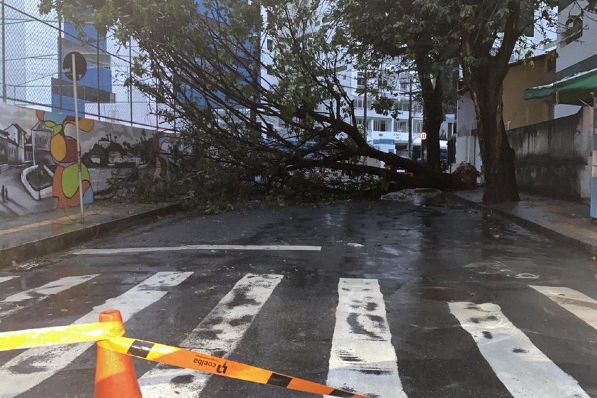 Intensa chuva em Salvador causa alagamentos e queda de árvore