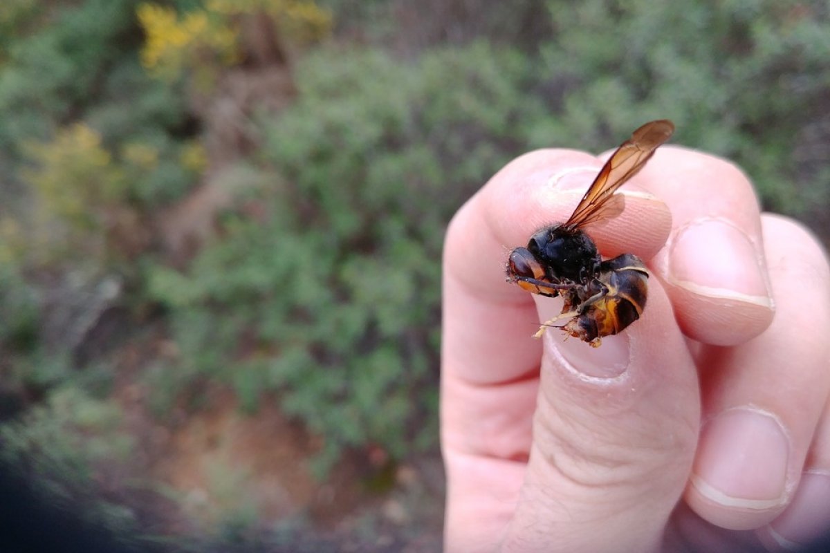 Apicultor morre após ser picado por uma vespa na Espanha