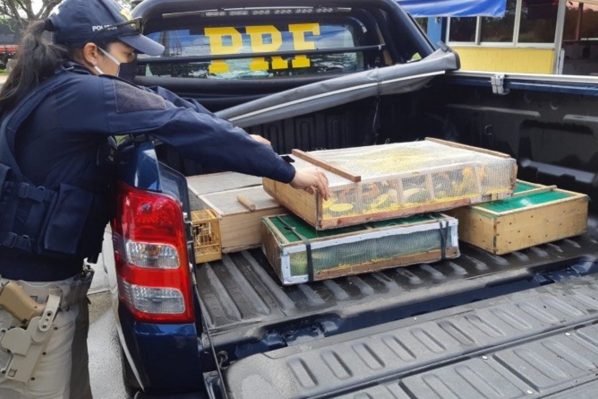 Pássaros silvestres são resgatados do compartimento de um veículo na BR 242