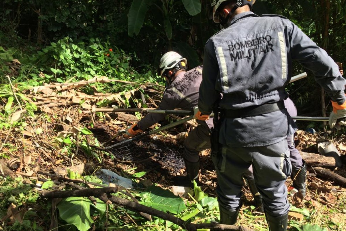 Cobra de dois metros é capturada em terreno baldio